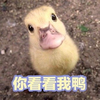You Look at Me Duck | Learn Chinese With Memes