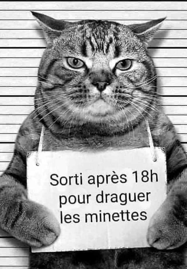 Cat Mugshot Meme | Learn French With Memes