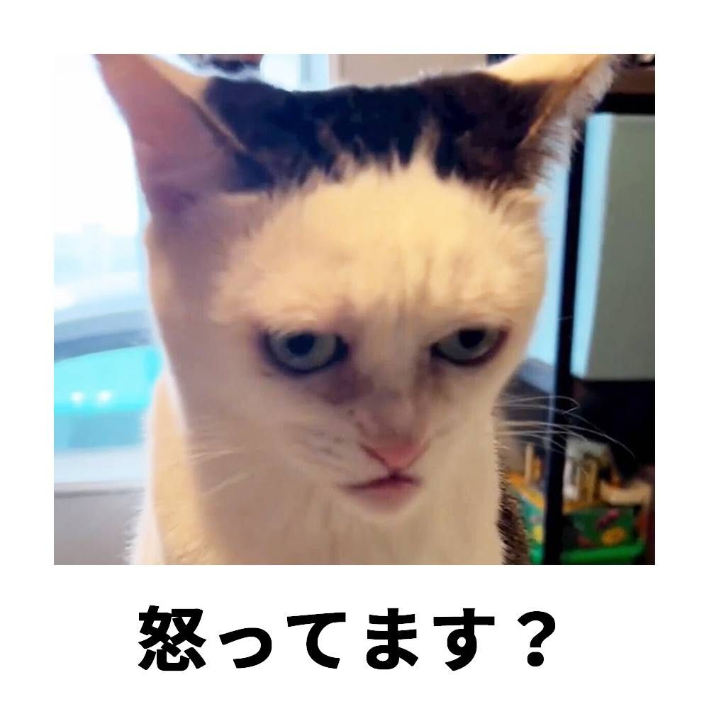 When your cat judges your life choices in perfect keigo 😾
