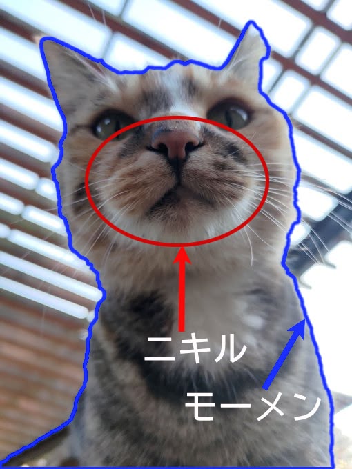 Camera angle exposes your secret double chin 📸| Japanese with memes