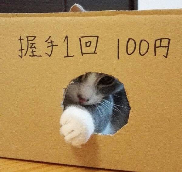 When your cat starts a side hustle | Japanese With Memes