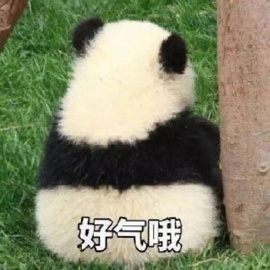 好气哦 | Learn Chinese With Memes