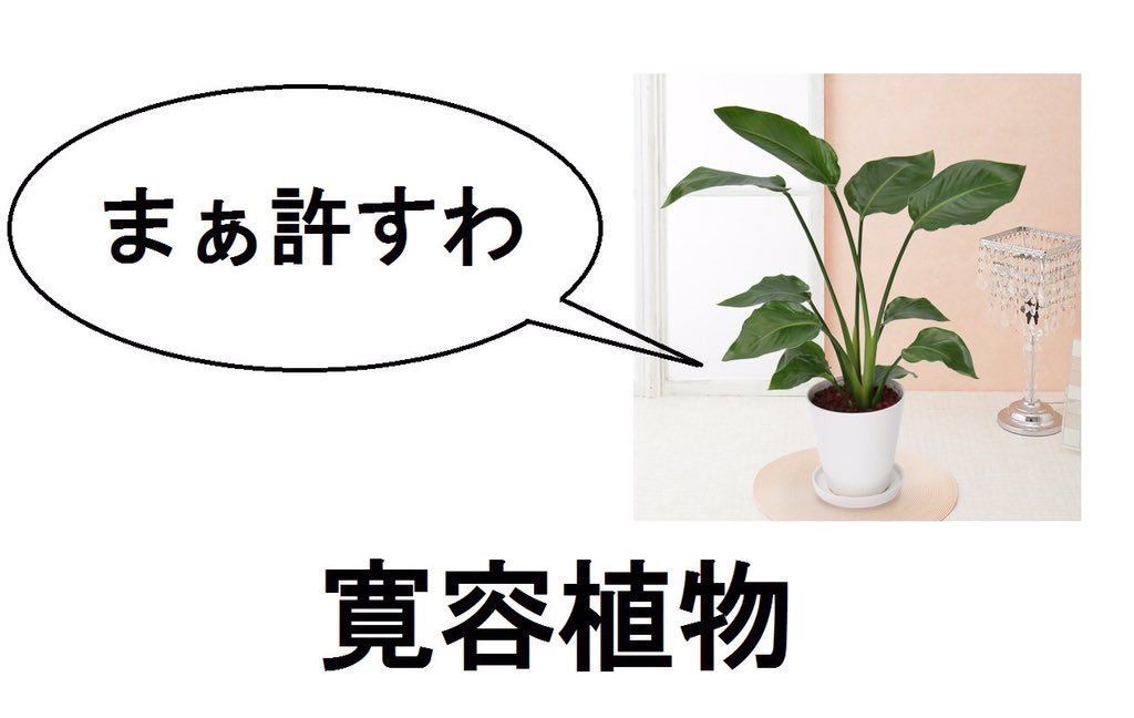 When your houseplant judges you but forgives you anyway 🌿✨