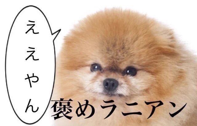 Your dog judges you in perfect Kansai-ben 🐶✨
