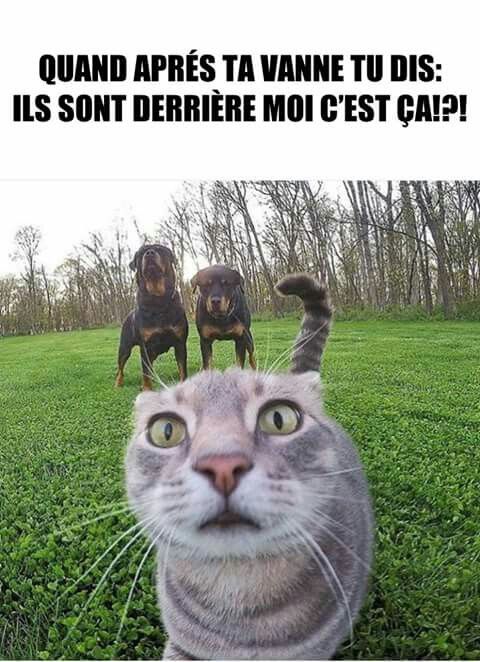 Cat Joke Gone Wrong | Learn French With Memes
