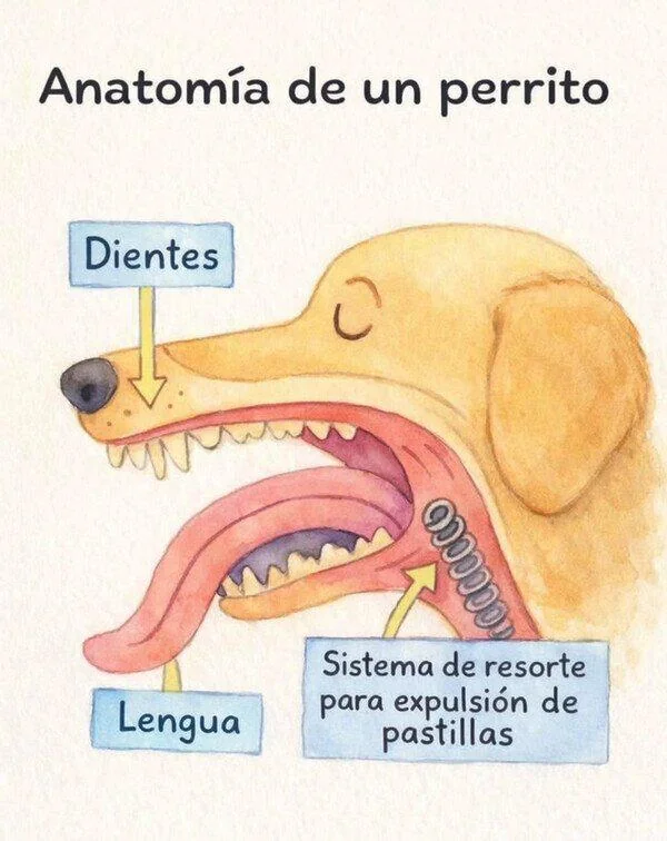 Dog Anatomy | Learn Spanish With Memes
