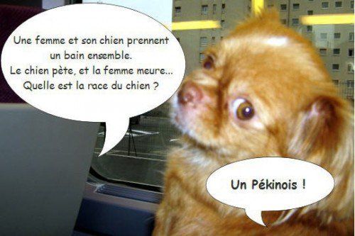 Pekinois Joke | Learn French With Memes