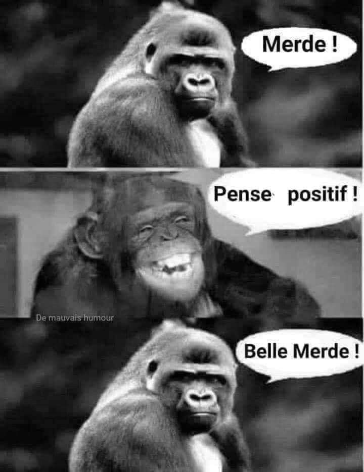 Belle Merde Meme | Learn French With Memes