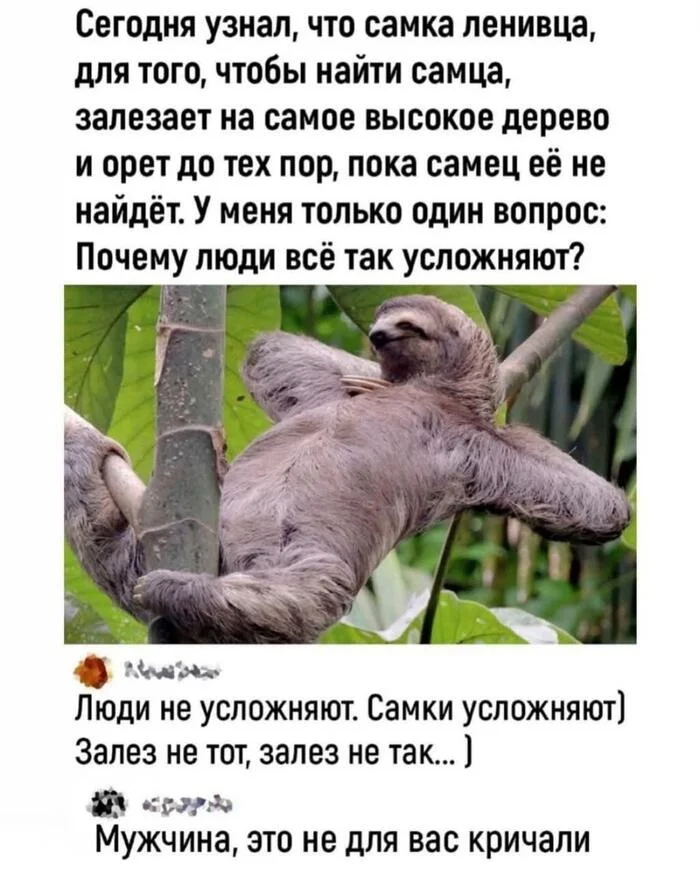 When dating advice comes from a screaming sloth! | Memes in Russian