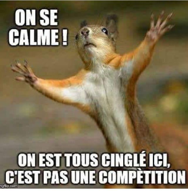 Crazy Squirrel Meme | Learn French With Memes