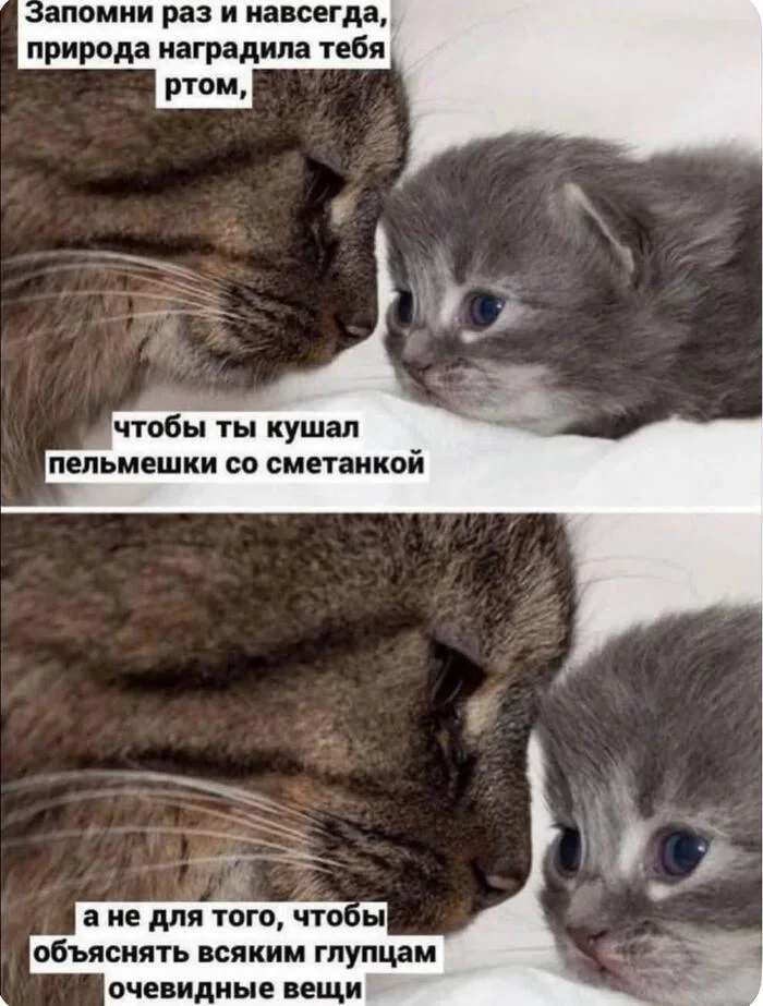 Пельмешки Со Сметанкой | Learn Russian With Memes