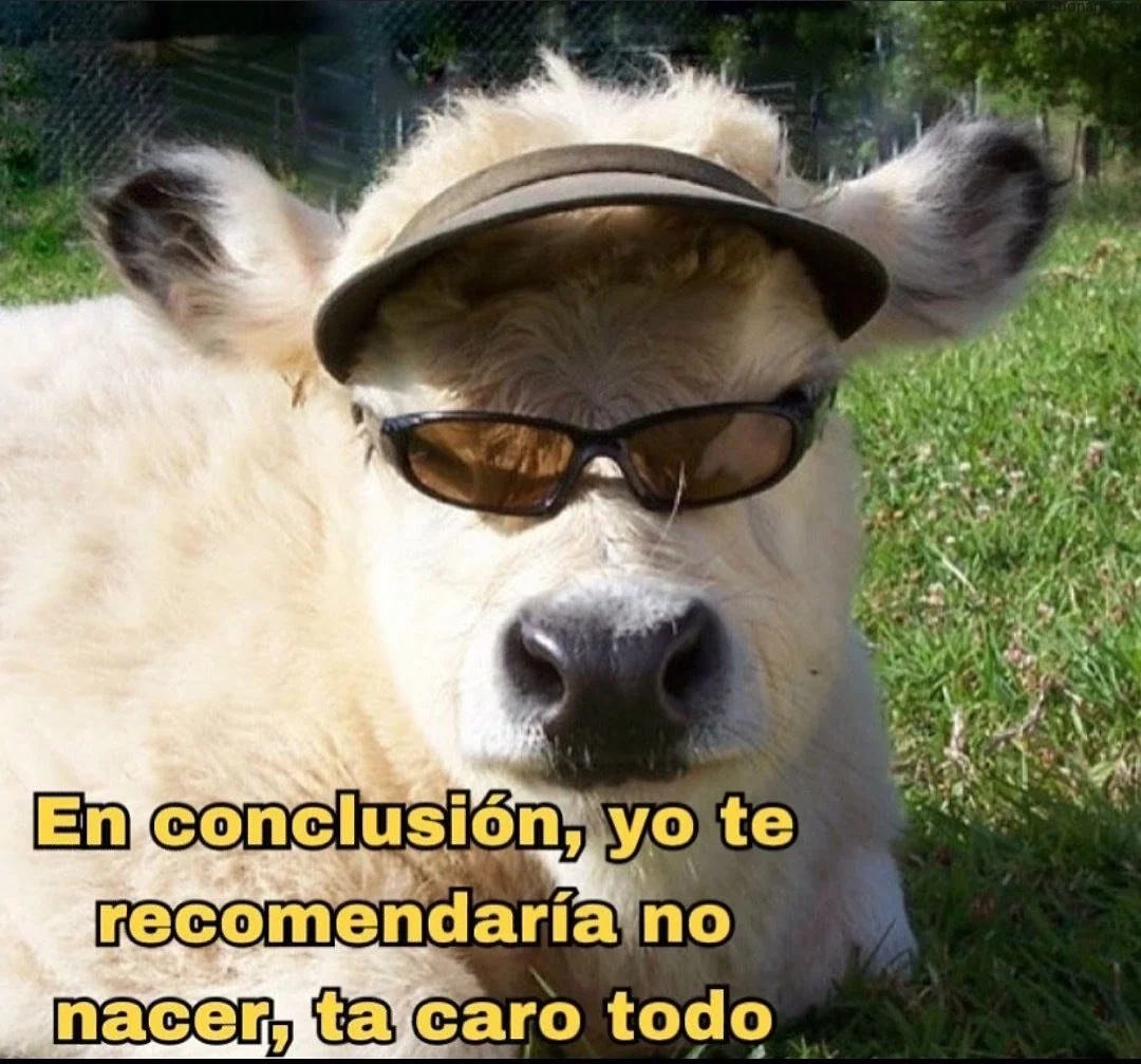 Learn Spanish With Memes: En conclusión, yo te recomendaría no nacer