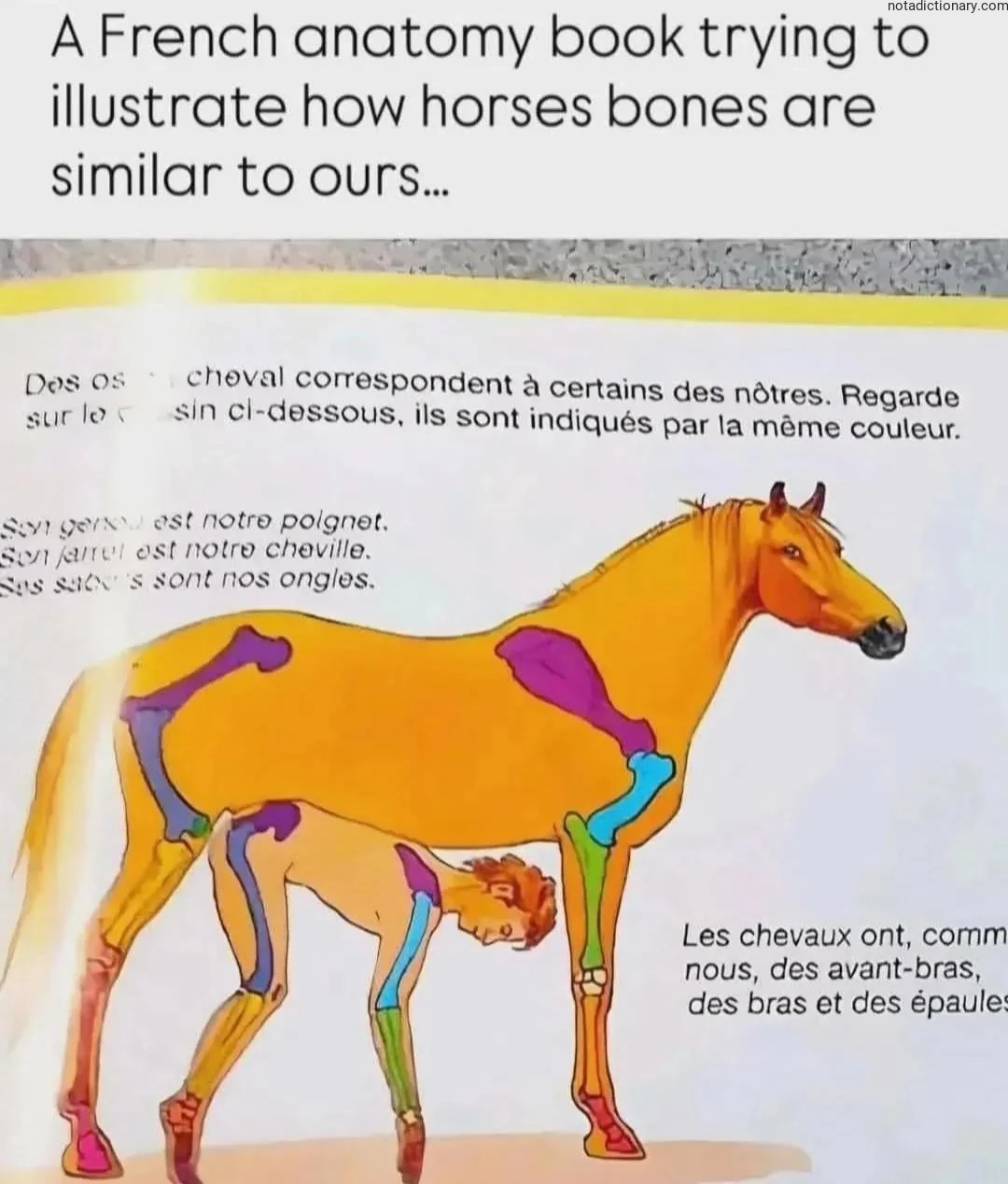 Learn French With Memes: Les Os Du Cheval