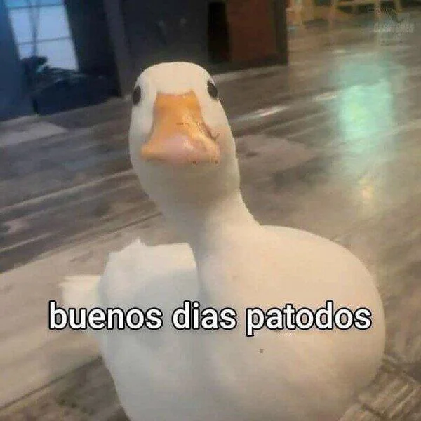 Buenos Dias Patodos Duck | Learn Spanish With Memes