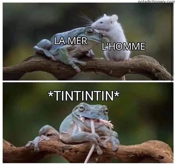 Learn French With Memes: La Mer L’Homme Tintintin