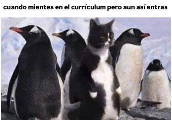 Mientes En El Curriculum | Learn Spanish With Memes