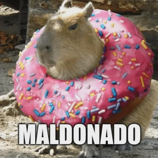 Learn English With Memes: Maldonado
