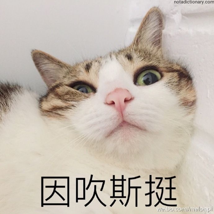 Learn Chinese With Memes: 因吹斯挺