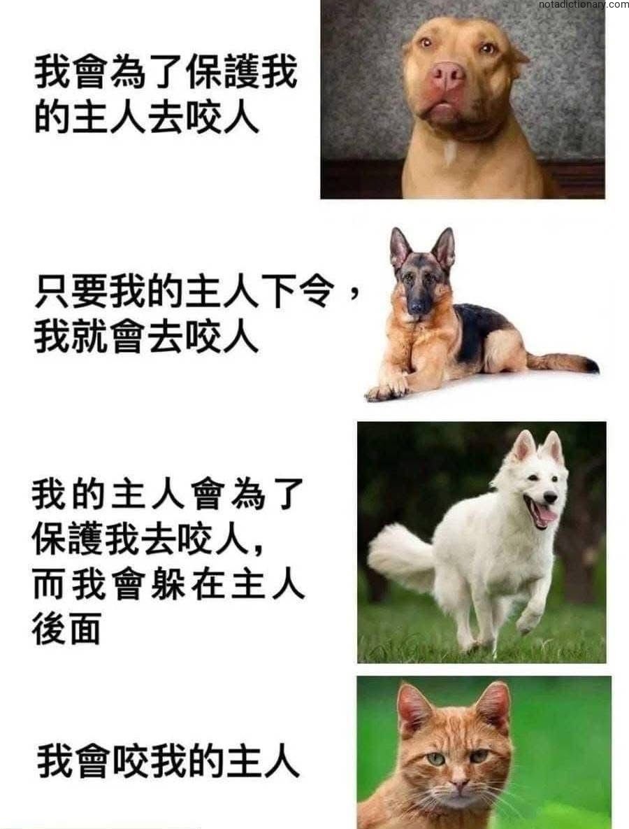 Learn Chinese With Memes: Pets vs Owners