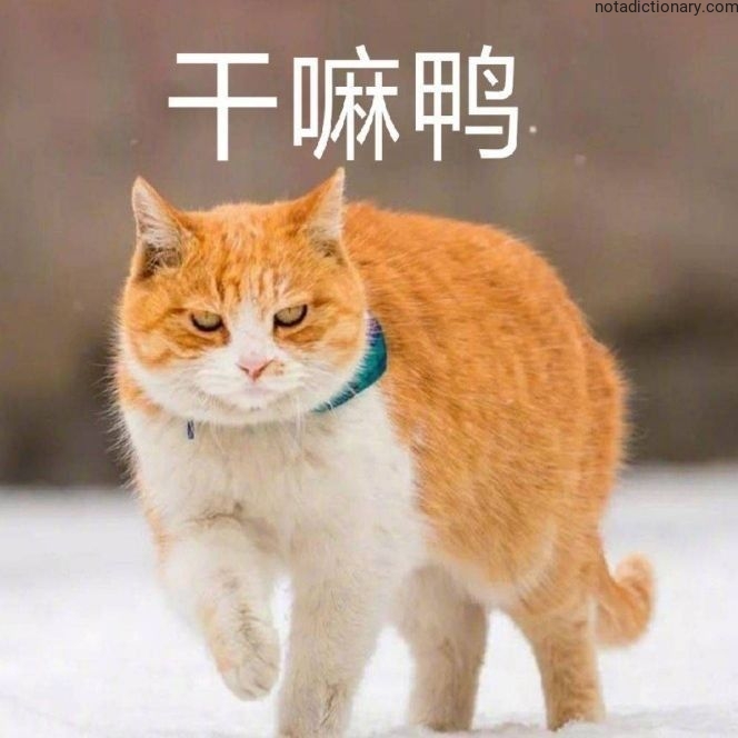 Learn Chinese With Memes: 干嘛鸭