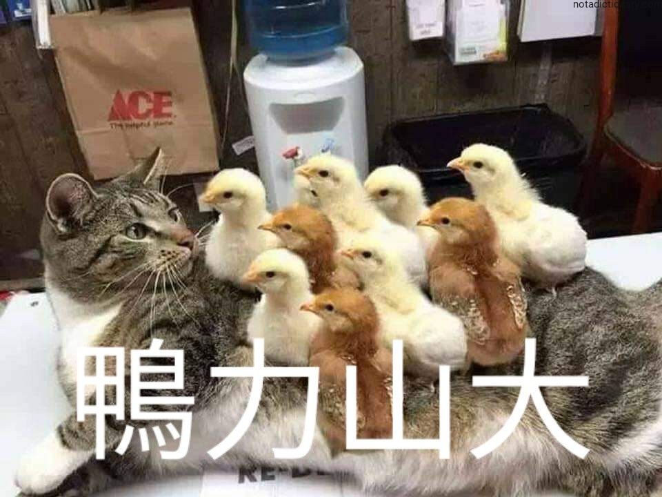Learn Chinese With Memes: 鴨力山大
