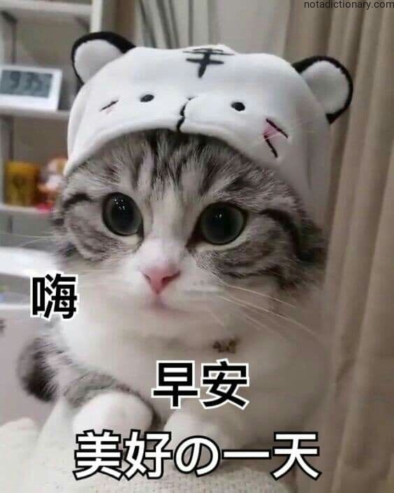 Learn Japanese With Memes: Greetings and Daily Phrases