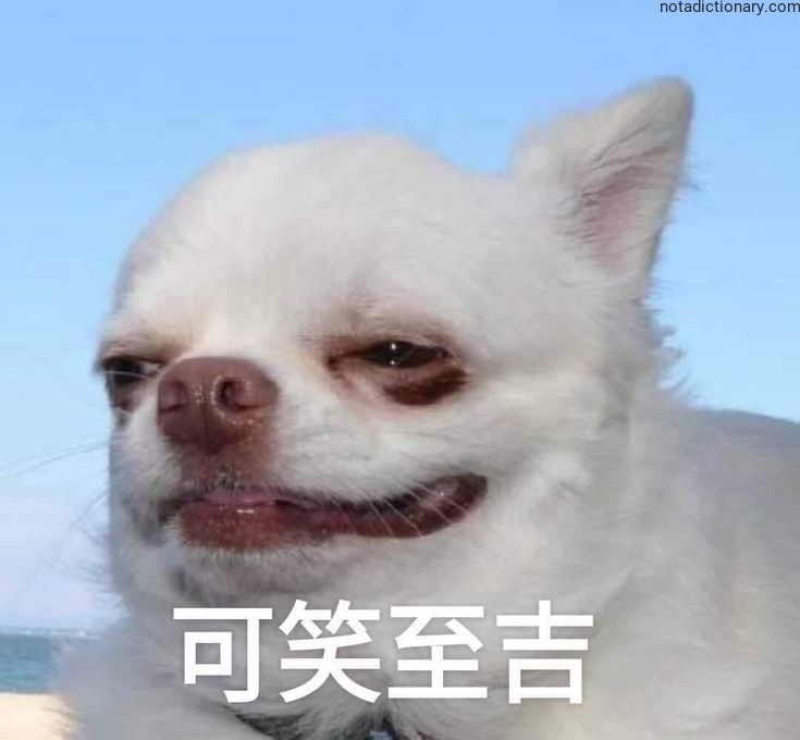 Learn Chinese With Memes: 可笑至吉