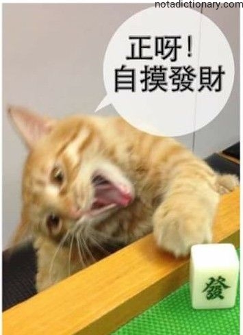 Learn Chinese With Memes: 自摸發財