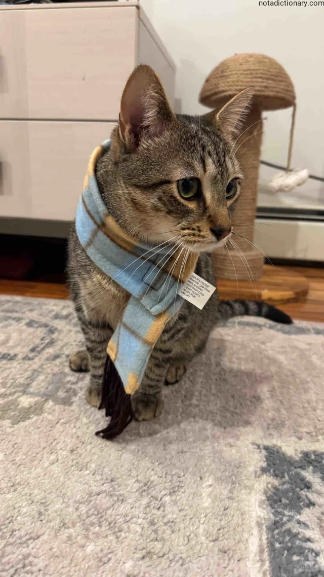Learn English With Memes: The Cat’s Scarf Tag