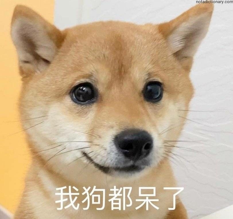 Learn Chinese With Memes: 我狗都呆了