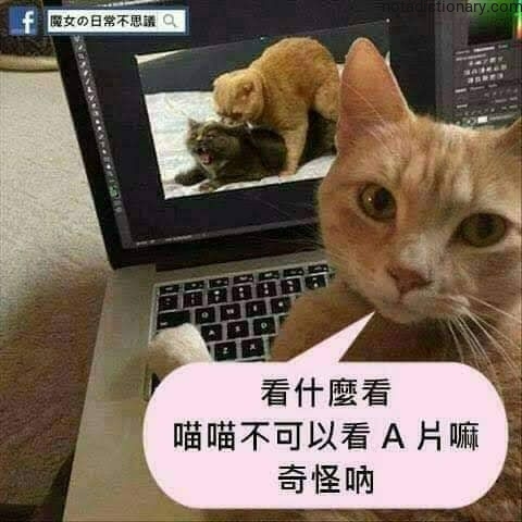 Learn Chinese With Memes: 喵喵不可以看 A 片嘛
