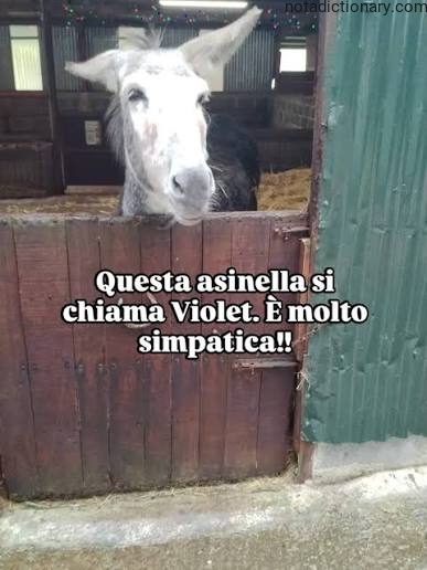 Learn Italian With Memes: L’Asinella Chiamata Violet