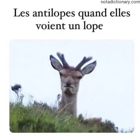 Learn French With Memes: Les antilopes quand elles voient un loup