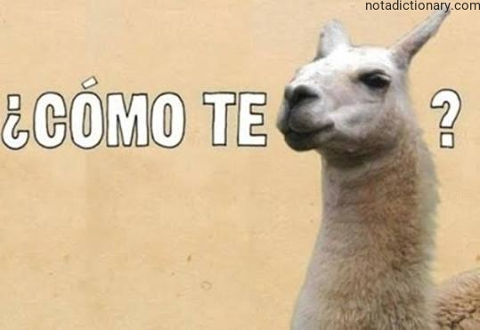 Learn Spanish With Memes: ¿Cómo Te ?
