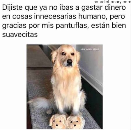 Learn Spanish With Memes: Gli Errori Che Commetto