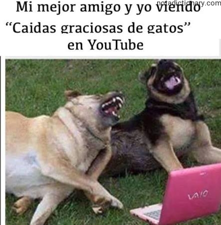 Learn Spanish With Memes: Caidas Graciosas de Gatos