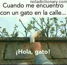Learn Spanish With Memes: Meeting a Cat on the Street