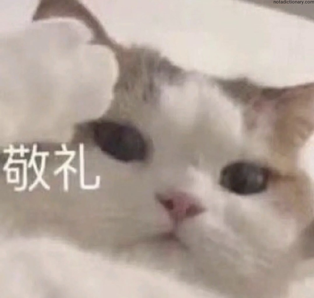 Learn Chinese With Memes: The Saluting Cat