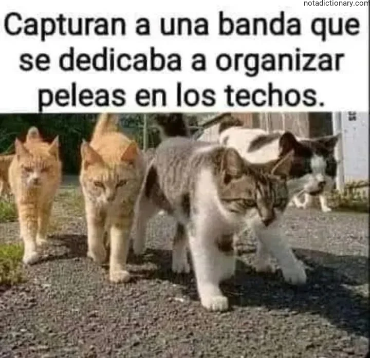 Learn Spanish With Memes: Cat Gangs on Roofs