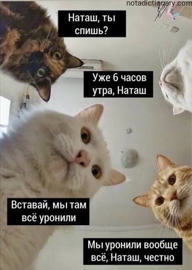 Learn Russian With Memes: Morning Chaos