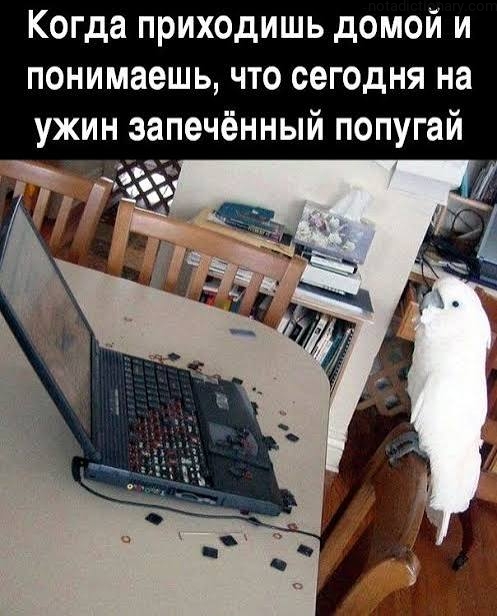 Learn Russian With Memes: When You Come Home