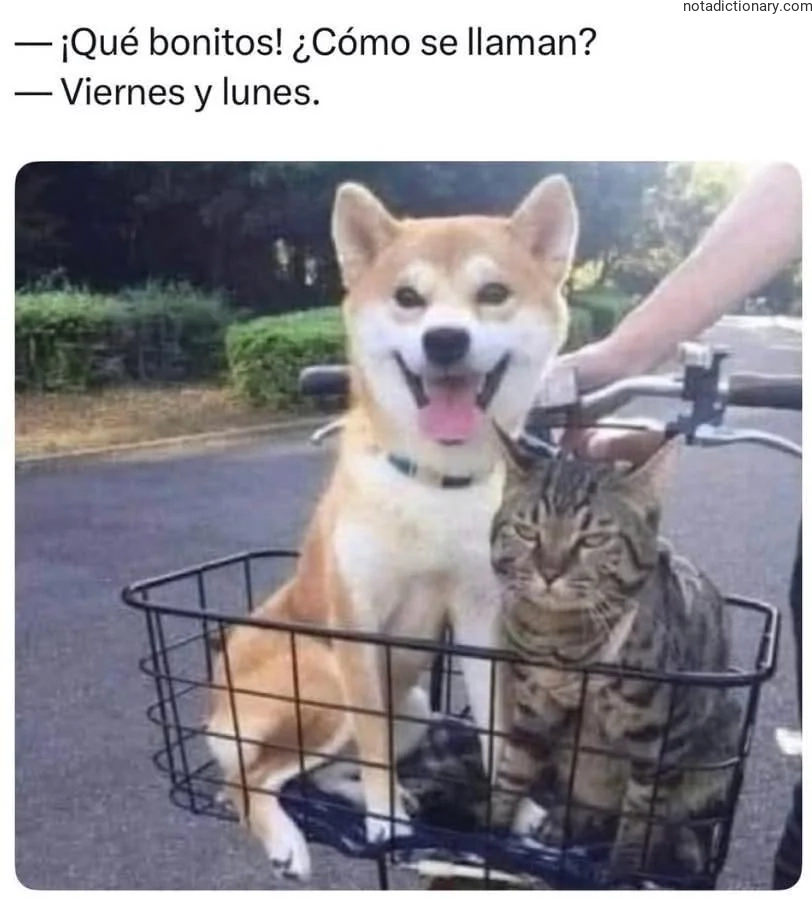 Learn Spanish With Memes: Pet Names