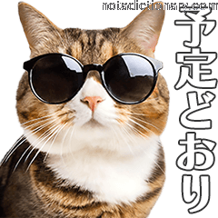 Learn Japanese With Memes: Yotei Doorii Explained