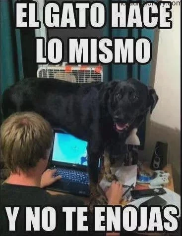 Learn Spanish With Memes: The Dog vs Cat Logic