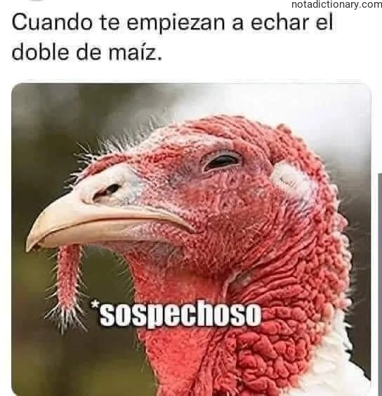 A close-up of a turkey with a suspicious expression representing the Spanish phrase sospechoso when speaking for learning vocabulary about suspicion and food.