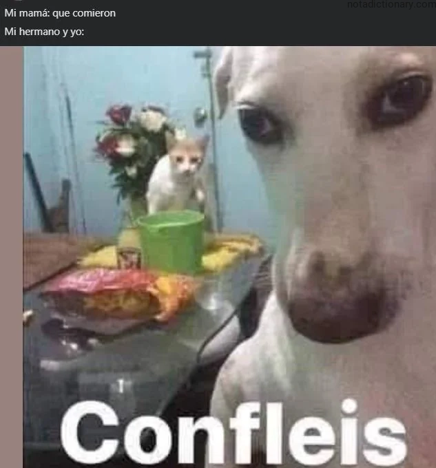 A white dog looking at a table with food, representing the Spanish phrase Confleis when speaking about learning vocabulary.