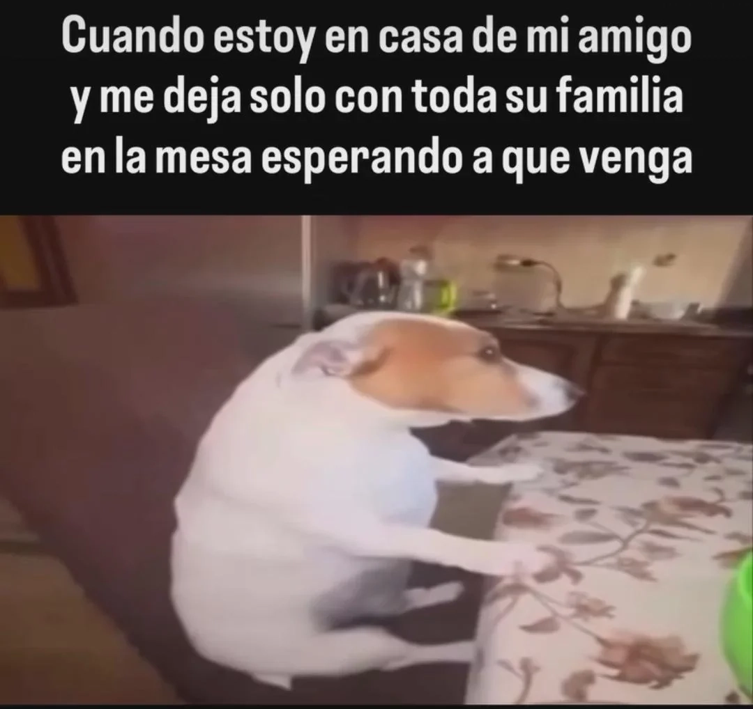 A dog sitting at a dining table looking awkward representing the Spanish phrase 'Cuando estoy en casa de mi amigo y me deja solo con toda su familia en la mesa esperando a que venga' when speaking about social anxiety.
