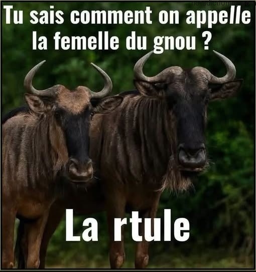 Learn French With Memes: Gnou Femelle Riddle