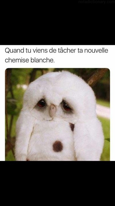 Learn French With Memes: La Chemise Blanche