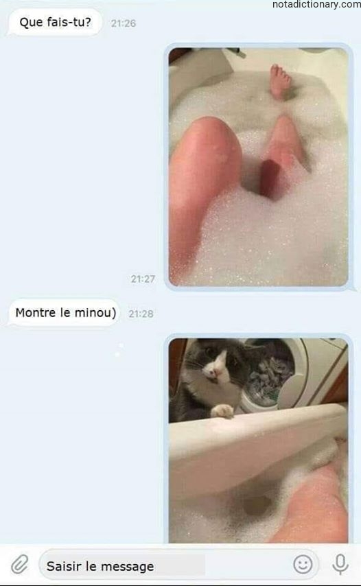 Learn French With Memes: Montre Le Minou